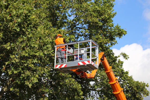 Best Stump Grinding and Removal  in Newberg, OR