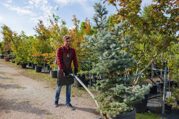 Best Emergency Tree Removal  in Newberg, OR